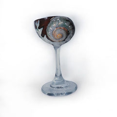 Clear African Turbo Shell Glass